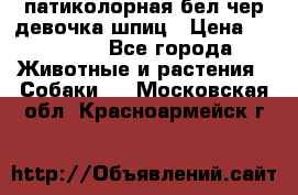 патиколорная бел/чер девочка шпиц › Цена ­ 15 000 - Все города Животные и растения » Собаки   . Московская обл.,Красноармейск г.